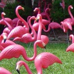 Flock of Flamingos