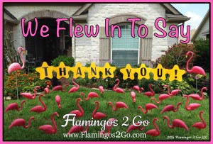 thankyouflamingos